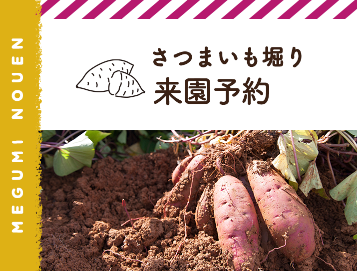 さつまいも掘り来園予約