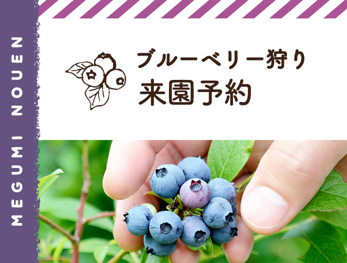 ブルーベリー狩り 来園予約