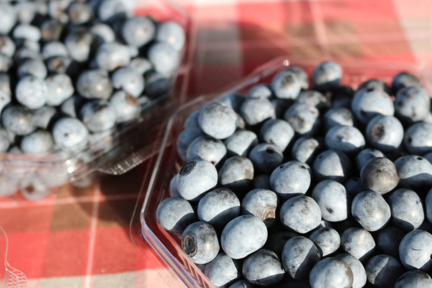 ブルーベリー(冷凍)5kg