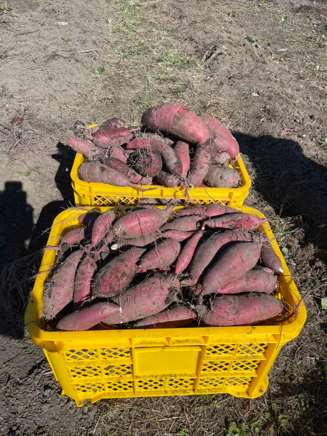 さつまいも2Lサイズ(500g~800g程度)5kg