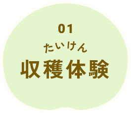 収穫体験
