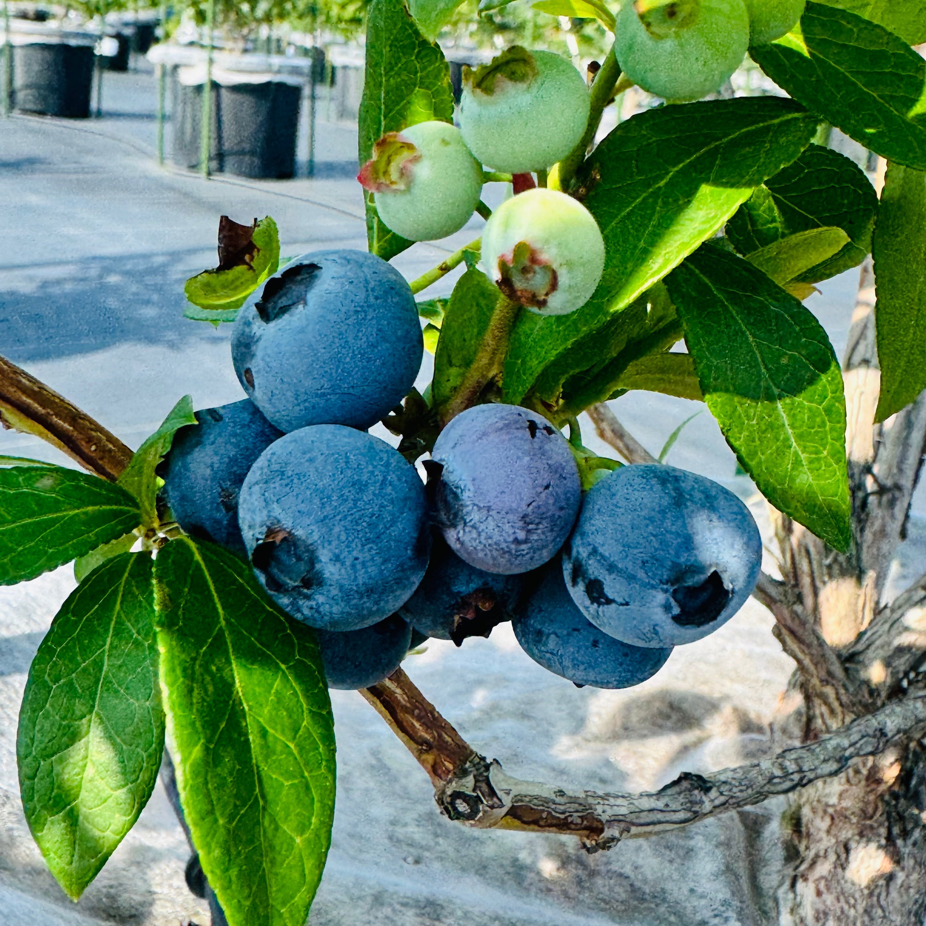恵農園ブログ – 恵農園・伊奈ファーム