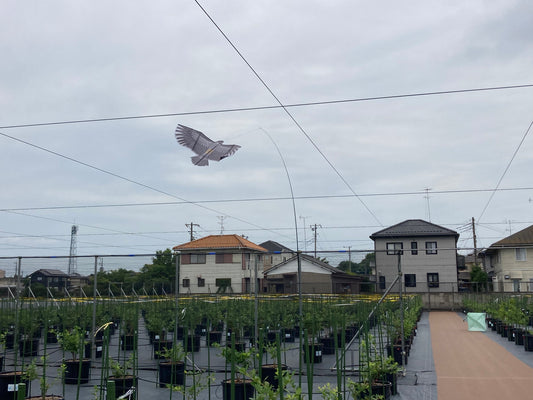 防鳥対策その3