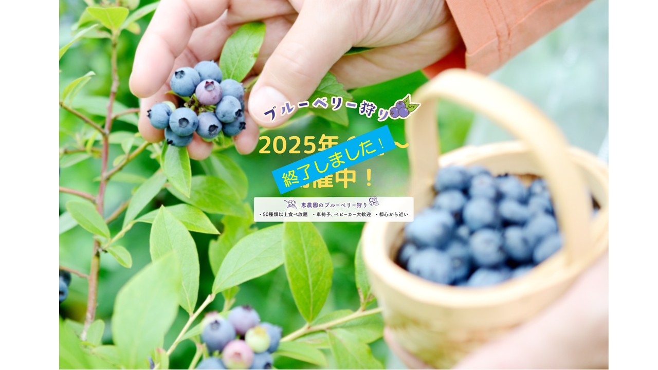 恵農園ブルーベリー狩り