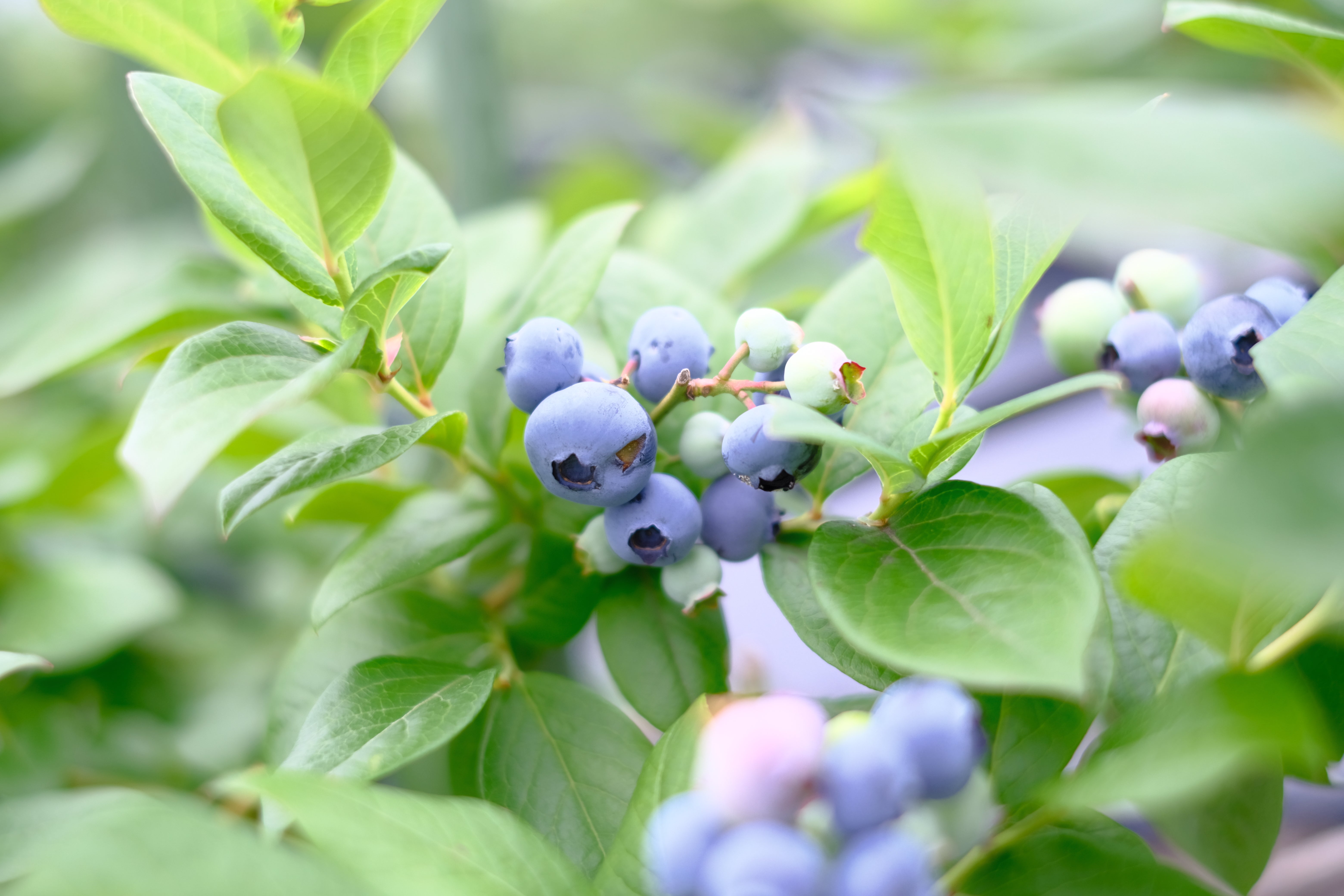ブルーベリー狩りのご案内 – 恵農園・伊奈ファーム