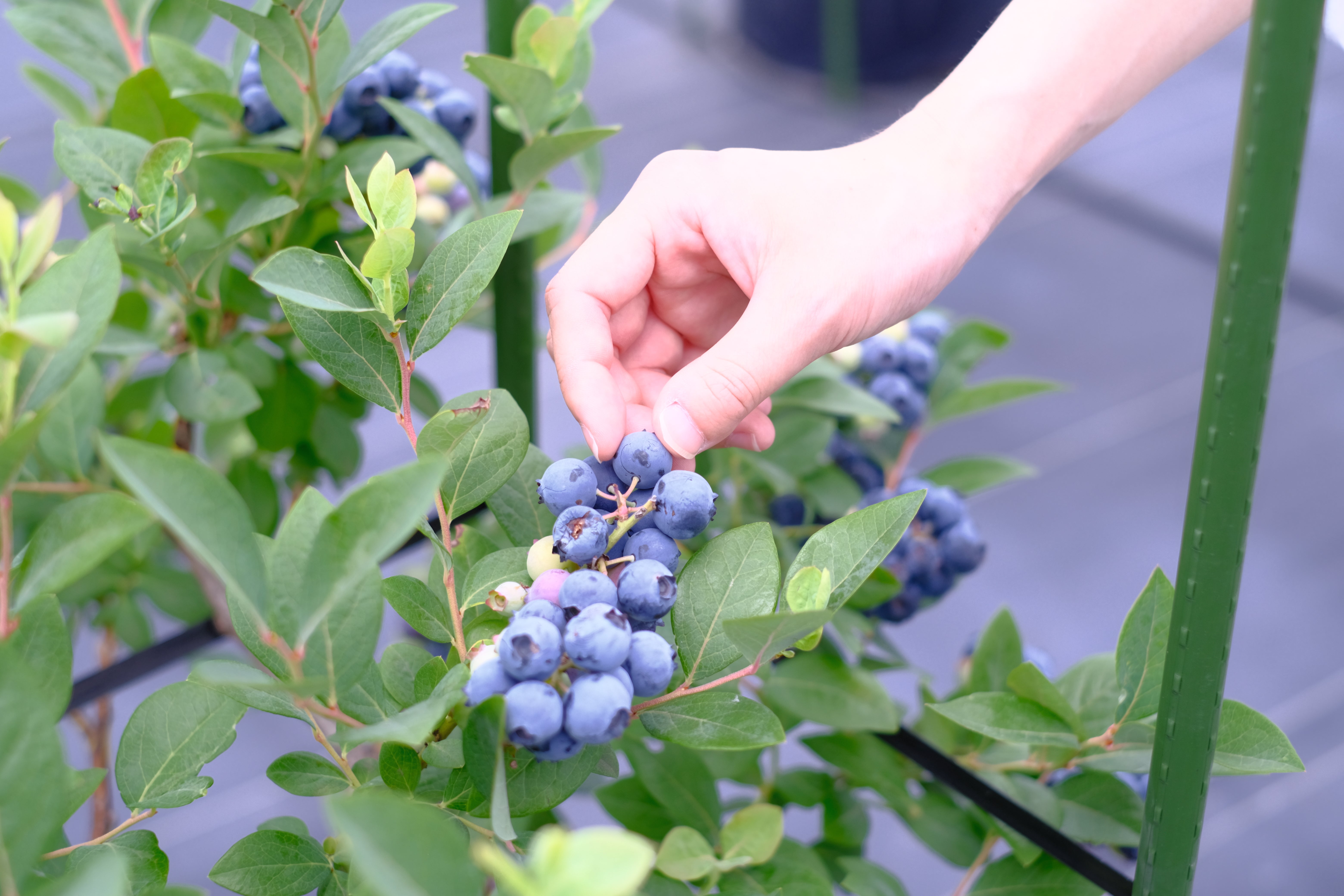 ブルーベリー狩りのご案内 – 恵農園・伊奈ファーム